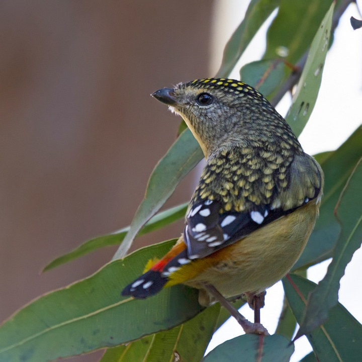 Spotted Pardalote (Pardalotus punctatus)